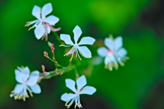 ハクチョウソウ