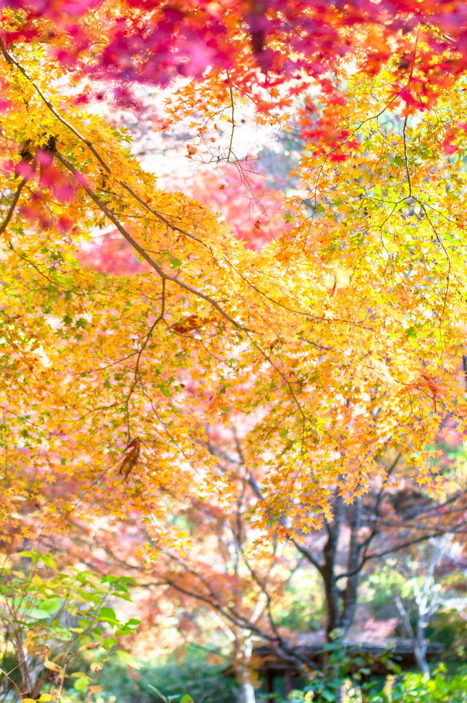 絵画風な紅葉