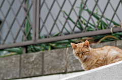 吾輩は猫である、ニャー # 749