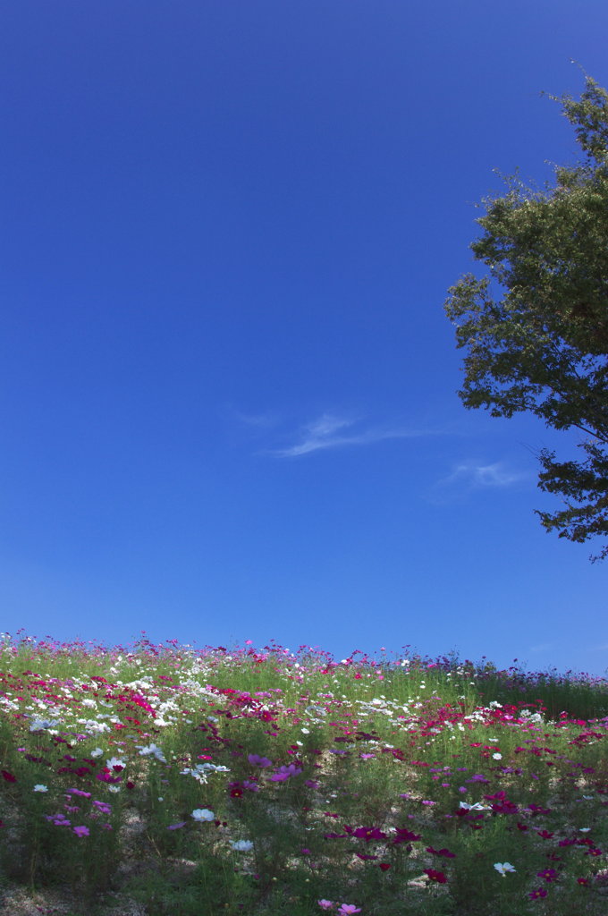 まんのう公園のコスモス