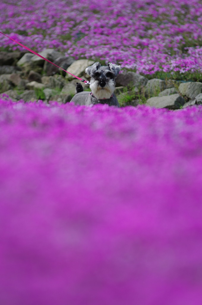 芝桜に囲まれて