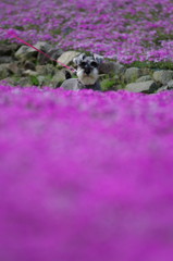 芝桜に囲まれて