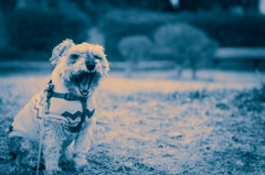 my pretty dog # 172