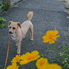 my pretty dog Ⅱ # 312