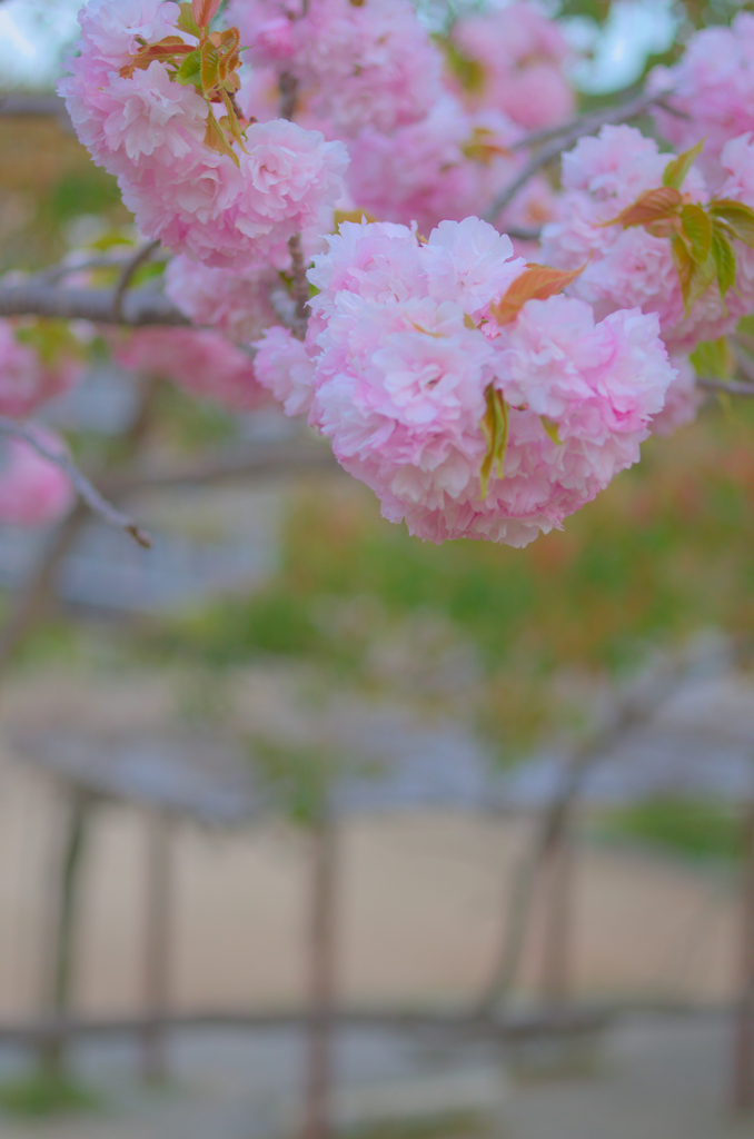 八重桜