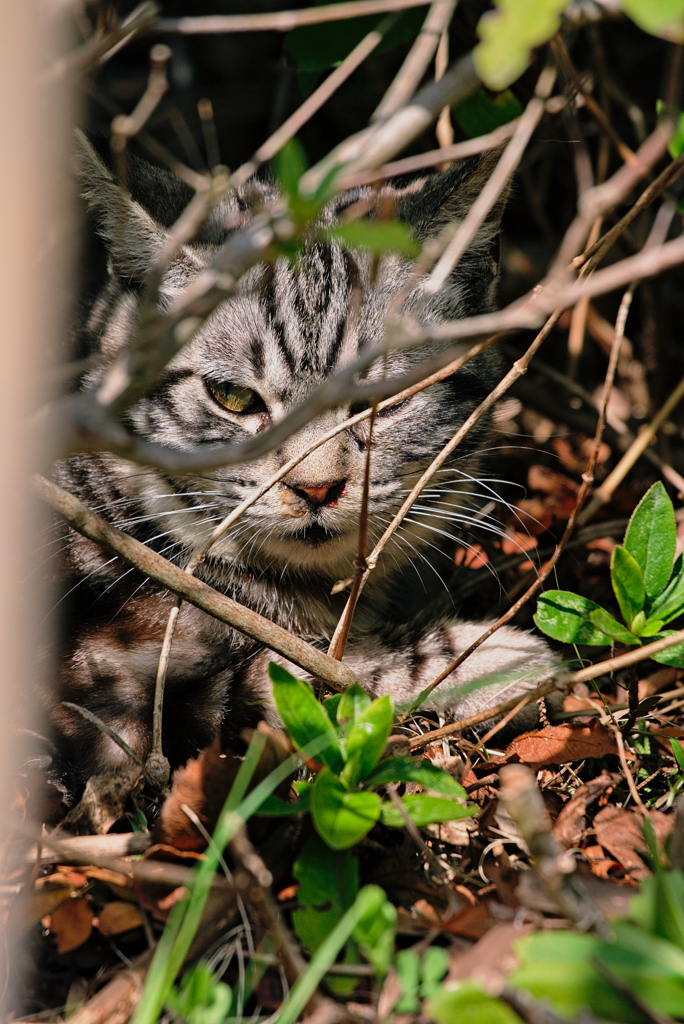 吾輩は猫である、ニャー # 898