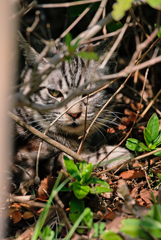 吾輩は猫である、ニャー # 898