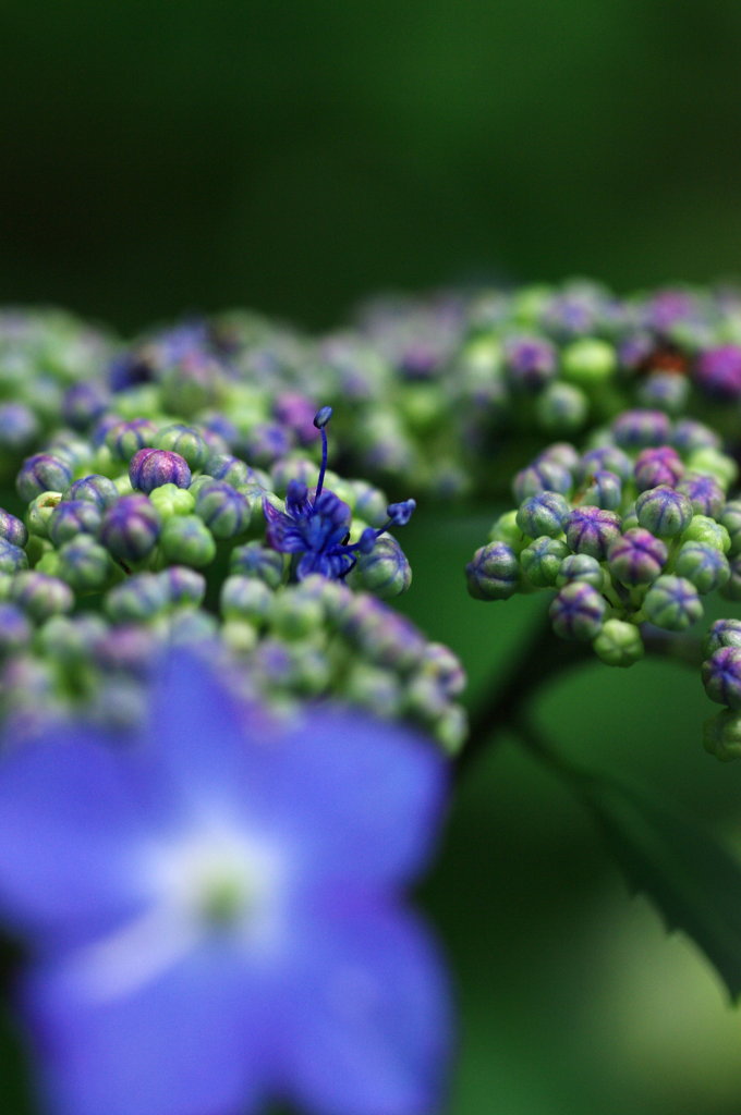 紫陽花