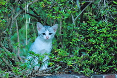 吾輩は猫である、ニャー # 584