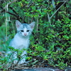 吾輩は猫である、ニャー # 584