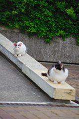 吾輩は猫である、ニャー # 733