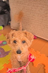 my pretty dog Ⅱ # 170