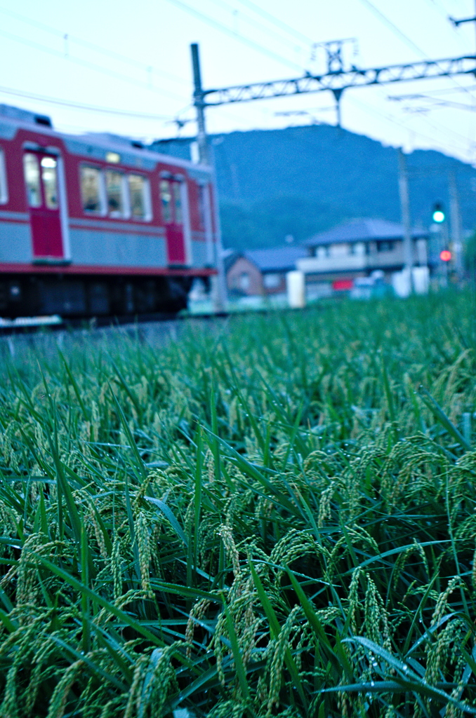 朝散歩の寸景