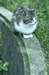 吾輩は猫である、ニャー # 258