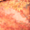 紅葉三昧　#27