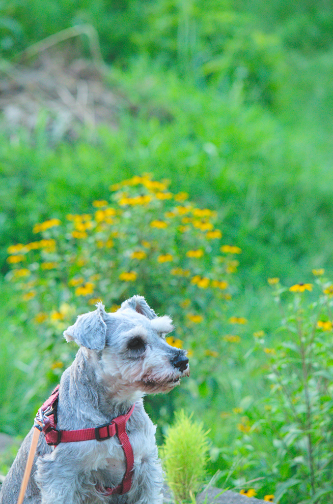 my pretty dog # 285