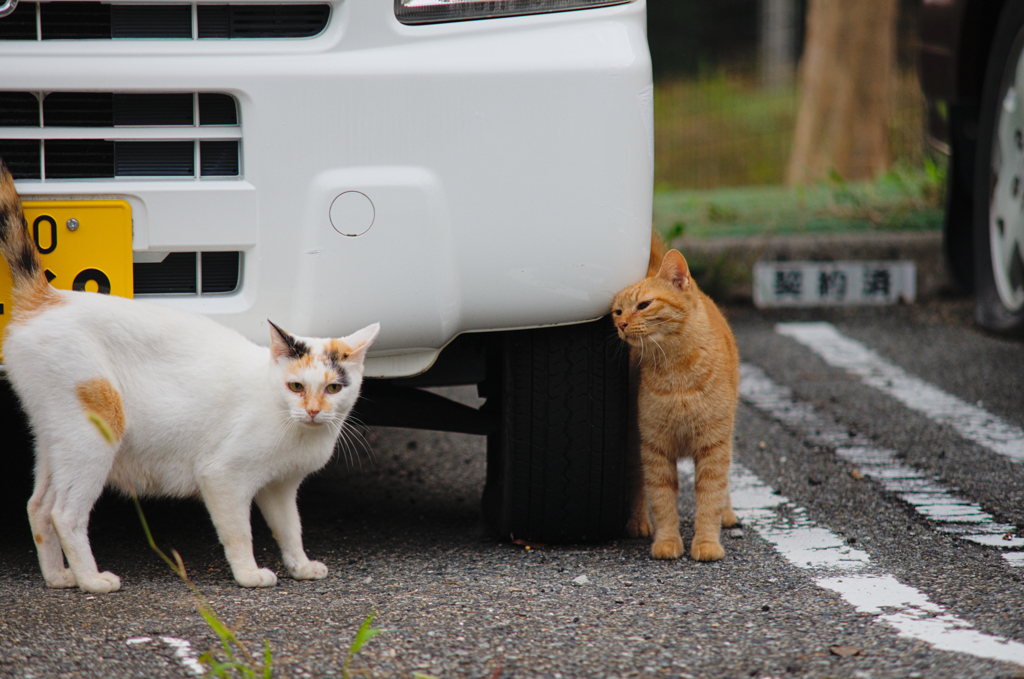 吾輩は猫である、ニャー # 636
