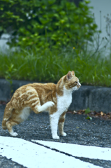 吾輩は猫である、ニャー # 264