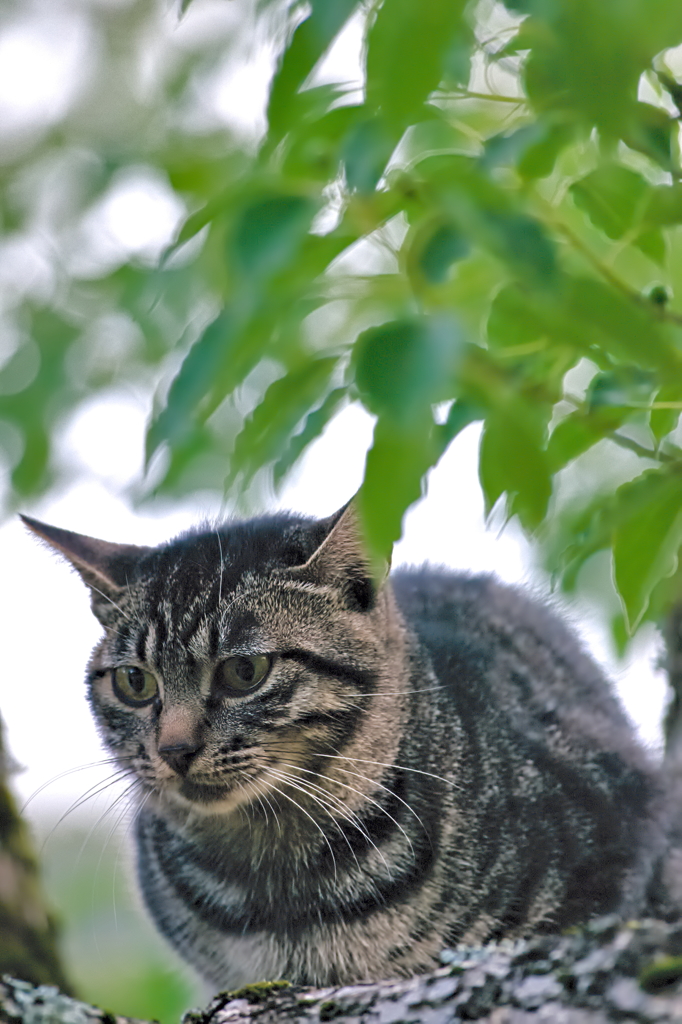 吾輩は猫である、ニャー # 562