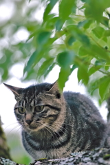 吾輩は猫である、ニャー # 562