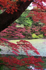 水辺の紅葉