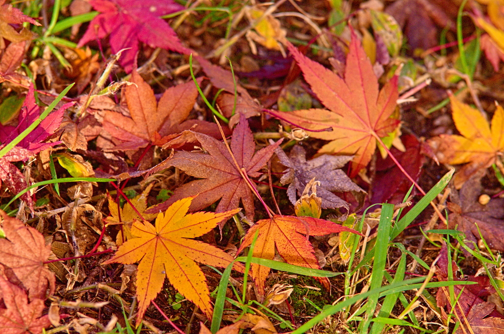 紅葉三昧 '2019