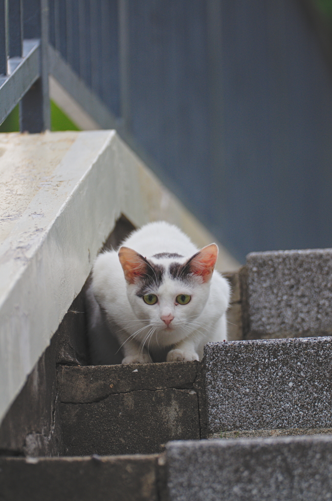 吾輩は猫である、ニャー # 759