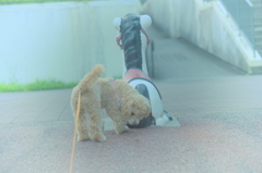 my pretty dog Ⅱ # 105