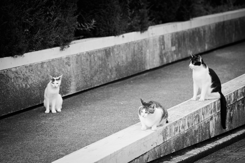 吾輩は猫である、ニャー # 814