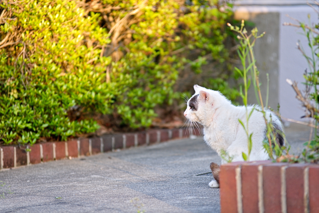 吾輩は猫である、ニャー # 119