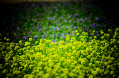 菜の花畑　④
