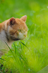 吾輩は猫である、ニャー # 381