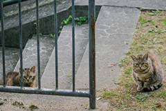 吾輩は猫である、ニャー # 1018