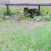 吾輩は猫である、ニャー # 996