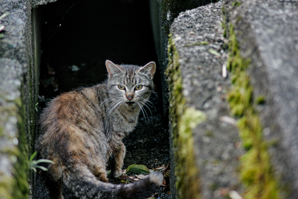 吾輩は猫である、ニャー # 966