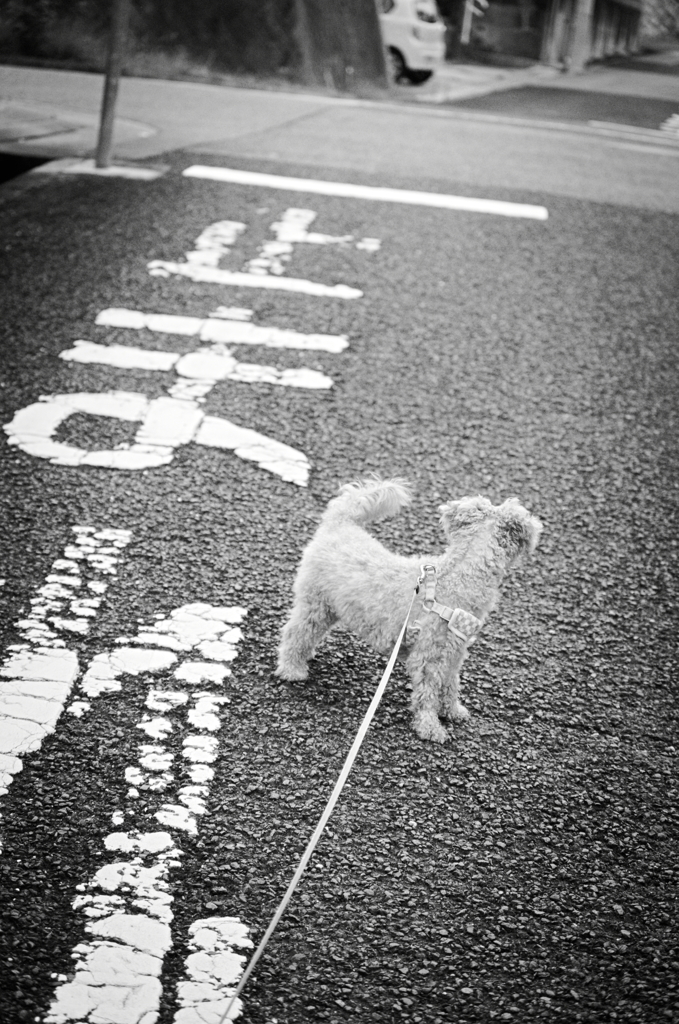 my pretty dog Ⅱ # 158