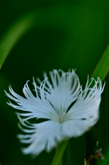 カワラナデシコ