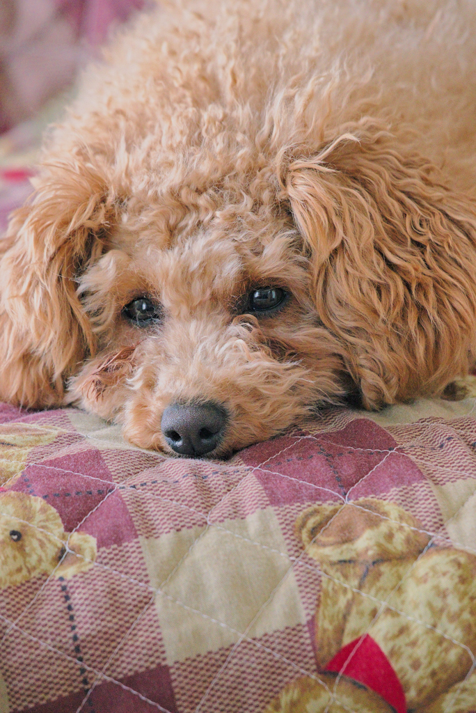 my pretty dog Ⅱ # 238