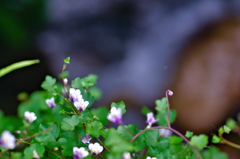 ムラサキサギゴケ