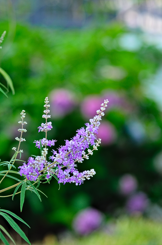 紫の花