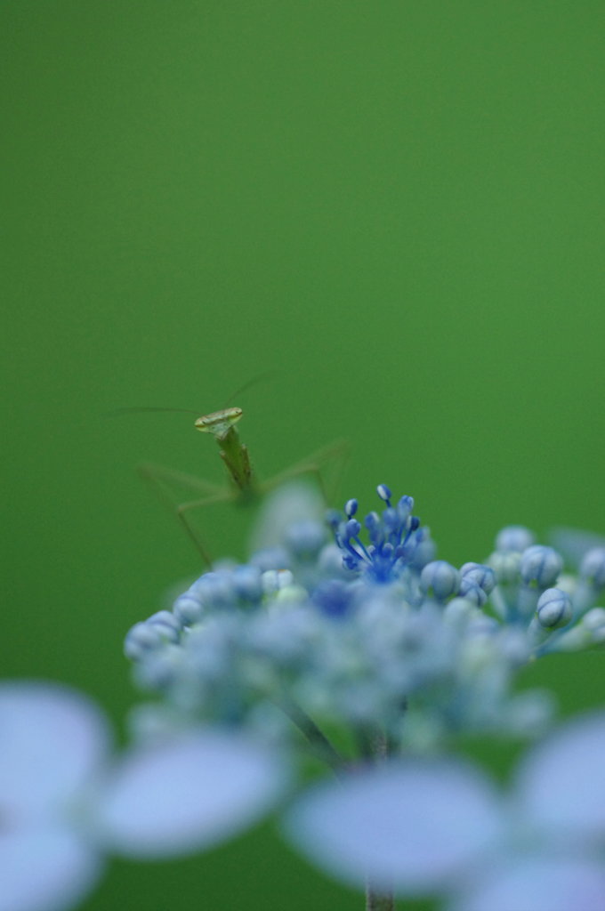 カマキリ