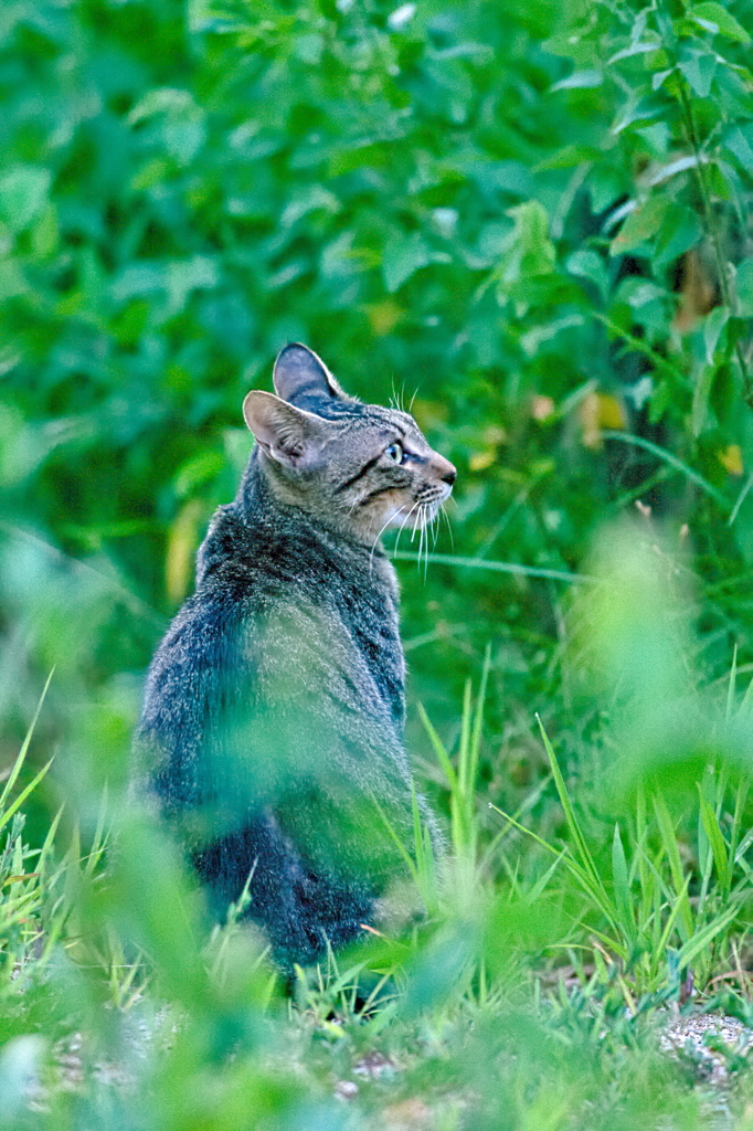 吾輩は猫である、ニャー # 548