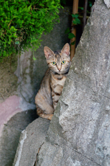 吾輩は猫である、ニャー # 449