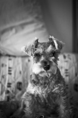 愛犬