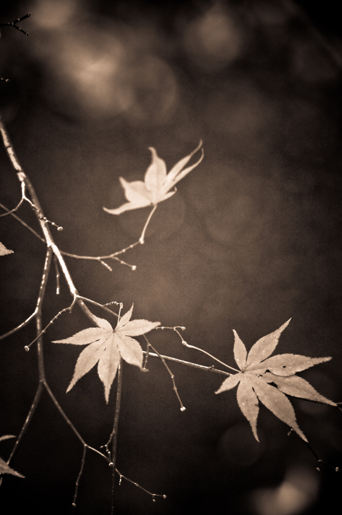モノクロ紅葉