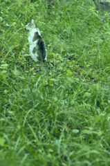 吾輩は猫である、ニャー # 267