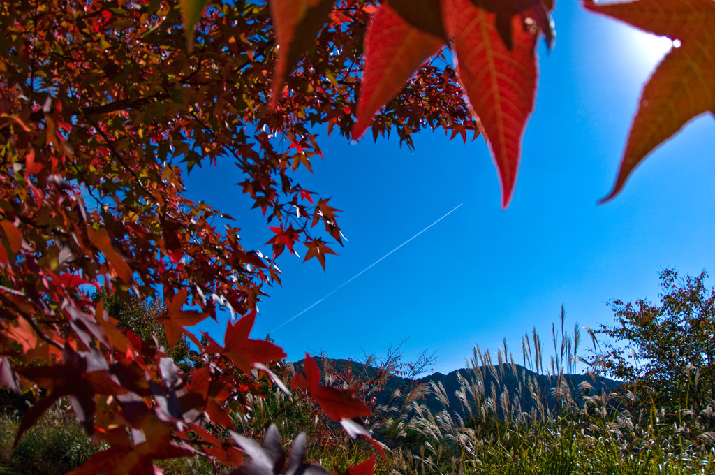 飛行機雲と紅葉
