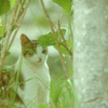 吾輩は猫である、ニャー # 1059