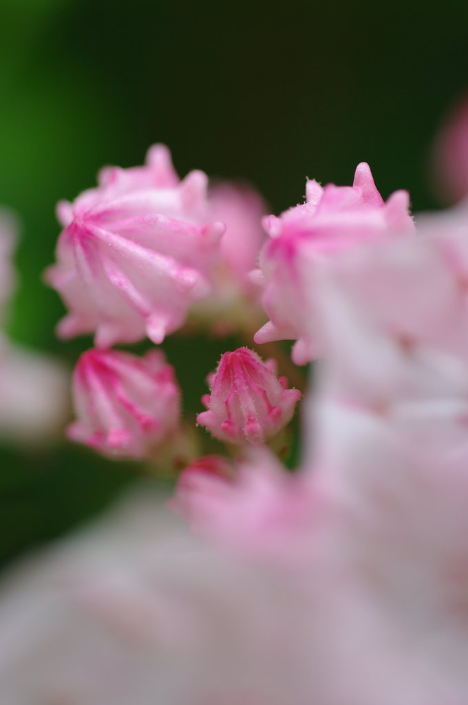 蕾