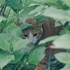 吾輩は猫である、ニャー # 1083